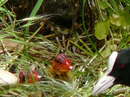 Meerkoet met jongen